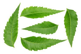 natural skin care products neem leaves